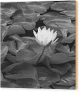 Infrared - Water Lily 04 Wood Print