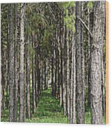 Inline Trees Wood Print