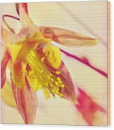 Inside The Columbine Flower Wood Print