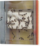 International Space Station Ant Research Wood Print