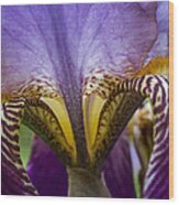 Iris Abstract Wood Print