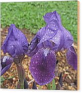 Iris After Rain Wood Print