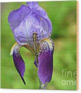 Iris And The Dragonfly 3 Wood Print