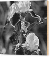 Iris In Black And White Wood Print