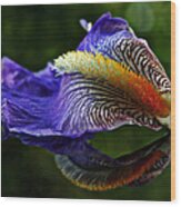 Iris Petal Reflections Wood Print