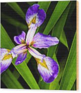 Iris Pinwheel Wood Print