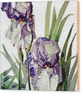 Watercolor Of A Tall Bearded Iris In Violet And White Wood Print