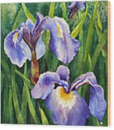 Iris Setosa Alaska Wood Print