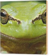It's Not Easy Being Green _ Tree Frog Portrait Wood Print