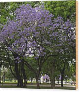 Jacaranda In The Park Wood Print