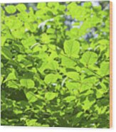 Japanese Knotweed (fallopia Japonica) Wood Print