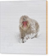 Japanese Macaque In Snow Jigokudani Wood Print