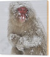 Japanese Macaque In Winter Jigokudani Wood Print
