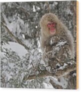Japanese Macaque Mother And Baby Wood Print