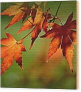 Japanese Maple Leaves Wood Print