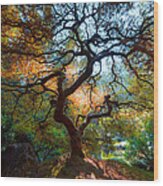 Japanese Maple Wood Print