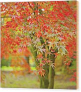Japanese Maple Tree - Acer Palmatum Wood Print