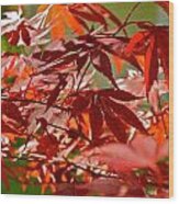 Japanese Red Leaf Maple Wood Print