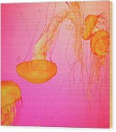 Jelly Fish Wood Print