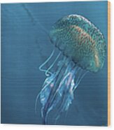 Jellyfish On Blue Wood Print