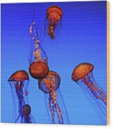 Jellyfish Tank Wood Print
