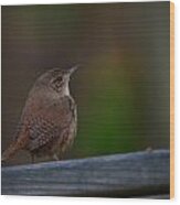 Jenny Wren Wood Print