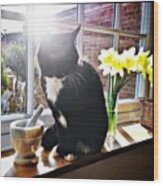 Jerrycat And The Sunny Day #jerry Wood Print