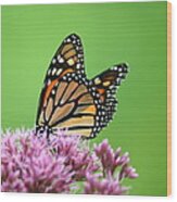 Joe Pye Monarch Pollination Wood Print