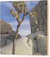 Joshua Tree Np Wood Print