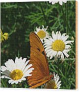 Julia Butterfly And White Daisies - 108 Wood Print