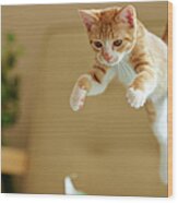 Jumping Ginger Kitten Wood Print