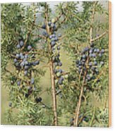 Juniper Berries Wood Print