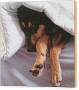 Just About To Fall Asleep. #dogs Wood Print