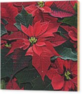 Just Poinsettia's Wood Print