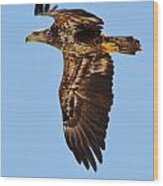 Juvenile Bald Eagle Close Up In Flight Wood Print