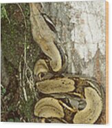 Juvenile Boa Constrictor Wood Print