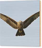 Juvenile Brahminy Kite Hovering Wood Print
