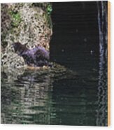 Juvenile Mink At Cove Creek Wood Print