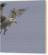 Juvenille Herring Gull Wood Print