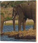 Kalahari Elephants Preparing To Cross Chobe River Wood Print