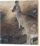 Kangaroo And Joey Wood Print