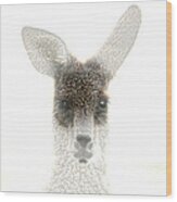 Kangaroo Wood Print