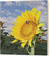 Kansas Sunflower Wood Print