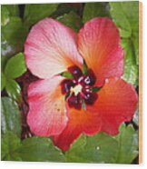 Kauai Flower Wood Print