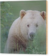 Kermode Bear, Northern British Wood Print