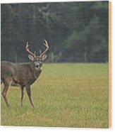 King Of The Field Wood Print