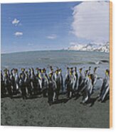 King Penguin Colony South Georgia Island Wood Print