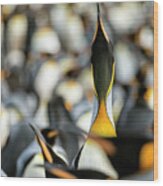 King Penguin Displaying Wood Print