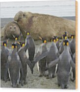 King Penguins And Southern Elephant Wood Print