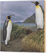 King Penguins In Tussock Grass Gold Wood Print